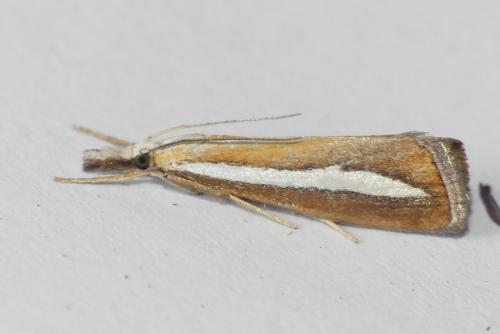 Catoptria margaritella